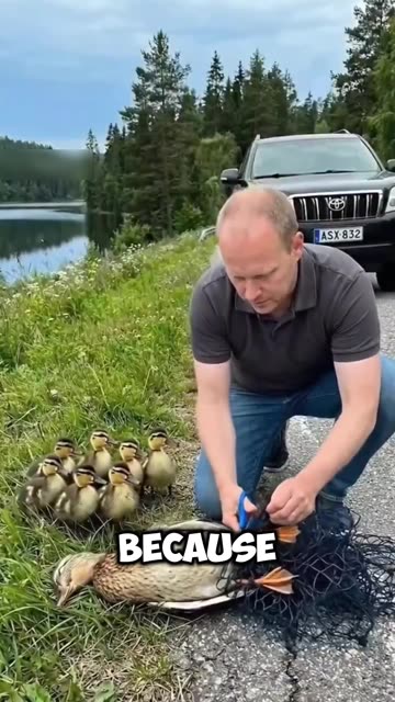 A mother duck was tied up in a net on the road and her children begged for help from a kind person