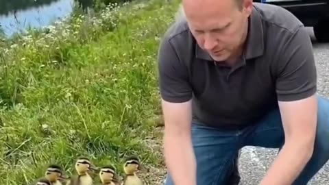 A mother duck was tied up in a net on the road and her children begged for help from a kind person