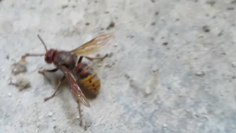 Viaggio A Bomarzo (27-28 Aprile 2019) [VT]
