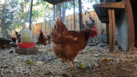 Backyard Chickens Long Continuous Video Sounds Noises Hens Roosters!
