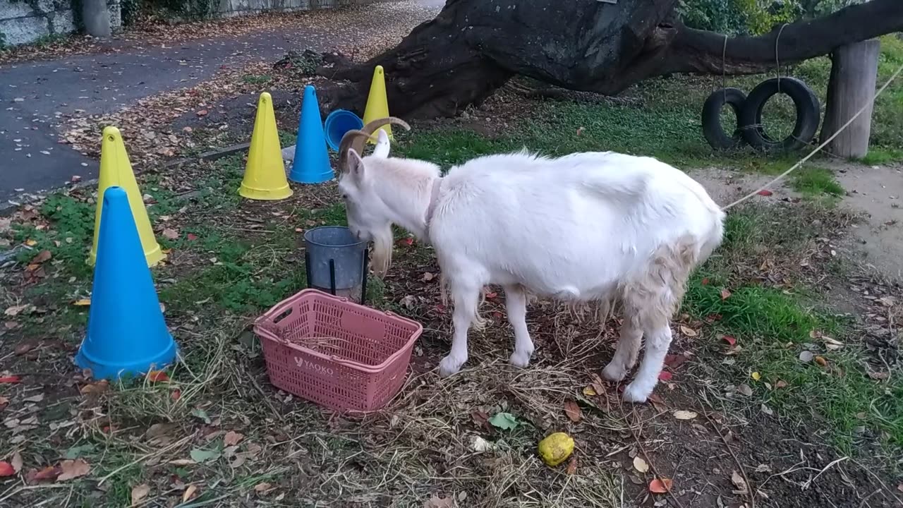 山羊さん落ち葉を食べている