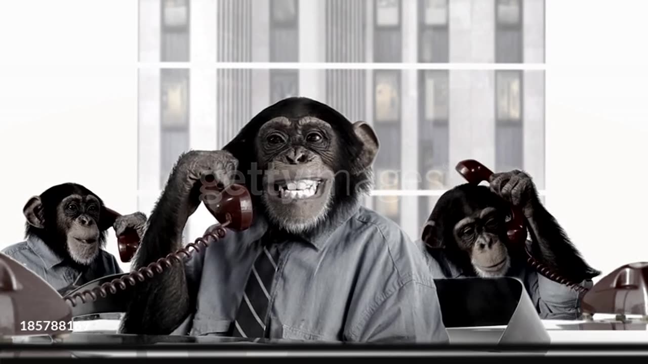 Fanny business man monkeys video