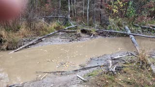 Busy as a Beaver...