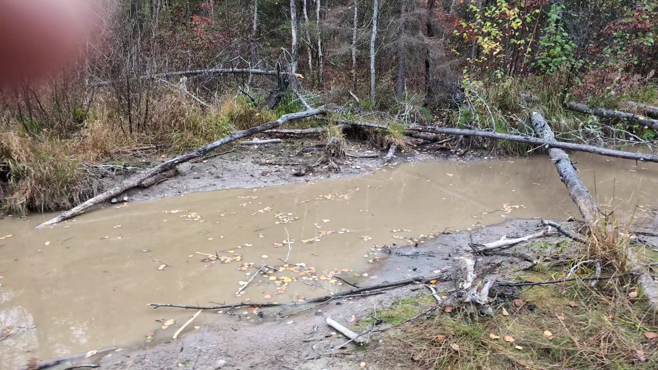 Busy as a Beaver...