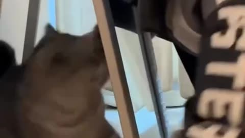 😊 🥰#Cariños Y 🤹🏻‍♂#Juegos de los 🐯#Gatitos 🦁#Michis.👍🏻