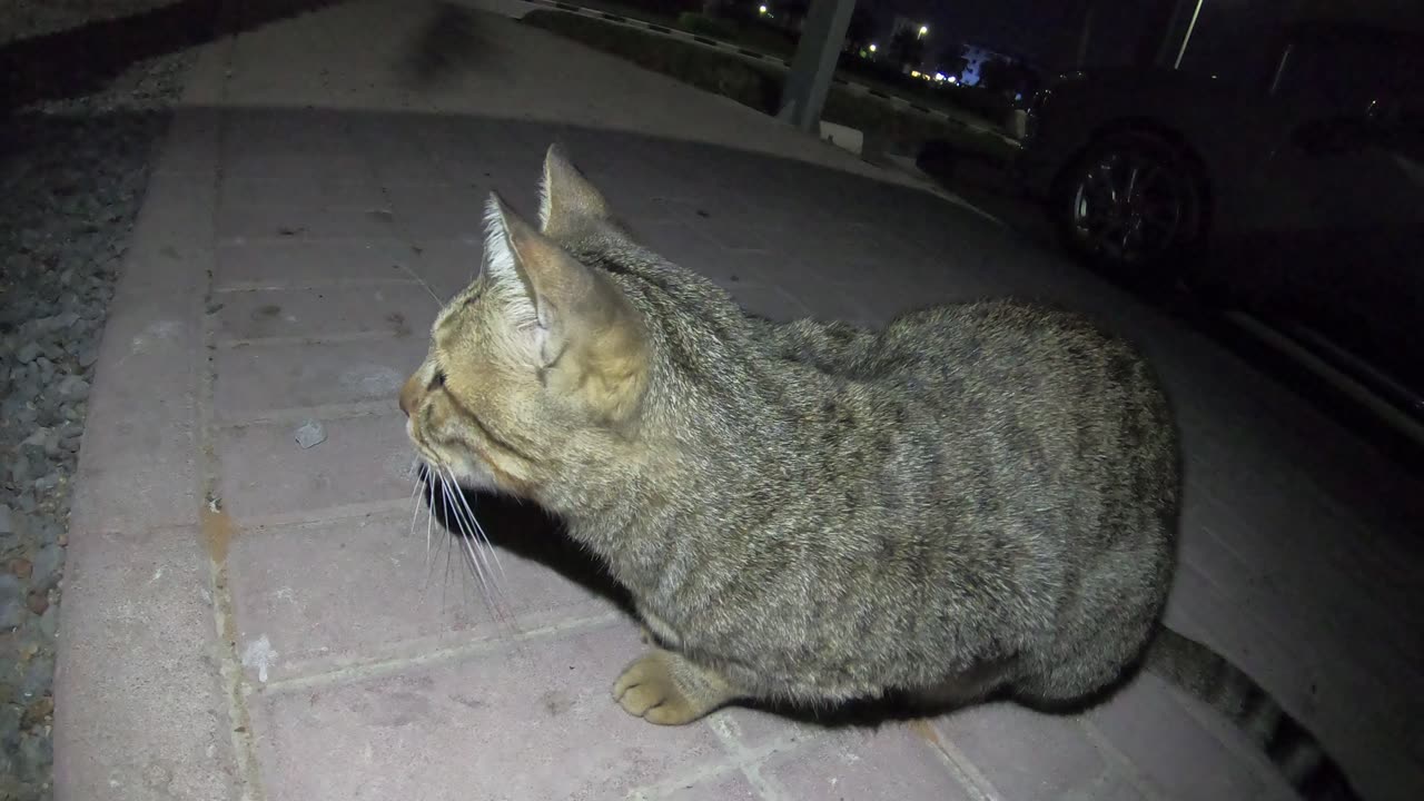 Homeless cat in Ras Al Khaimah UAE: RIHANNA & JANET JACKSON & CHRIS MARTIN #cat #cats #pet #pets #4u