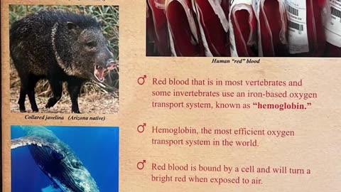 RH Negative VS RH Positive Blood Type