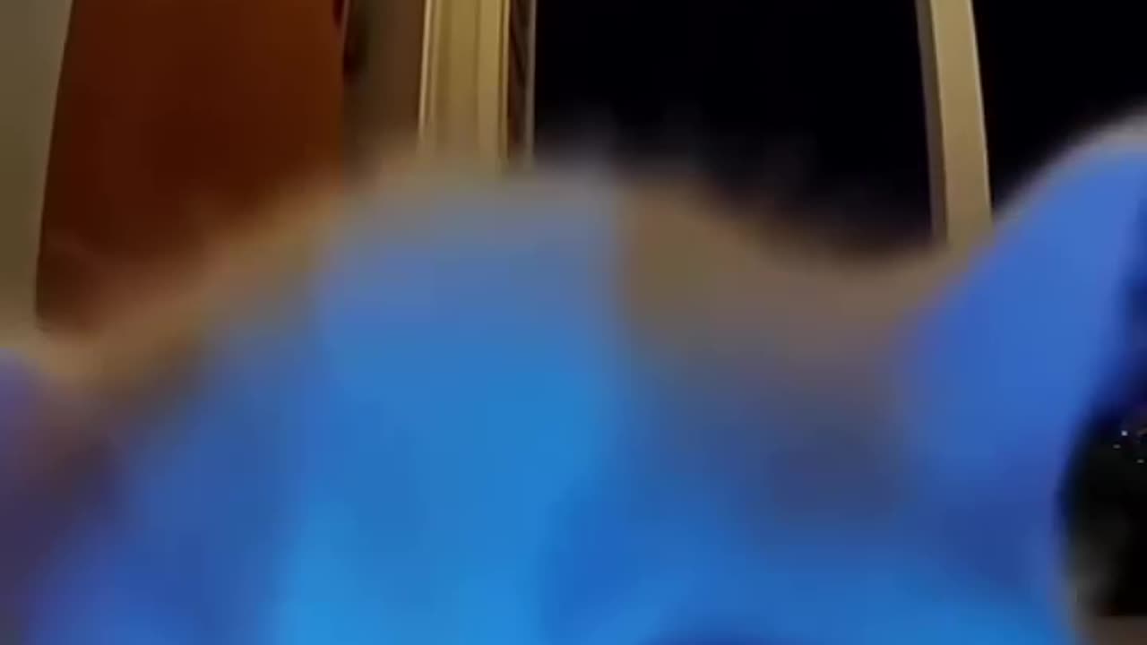 Sorryyyyyyyyy 😭 | The Funniest Angry Kitten! LIKE & FOLLOW for More Cat Shorts