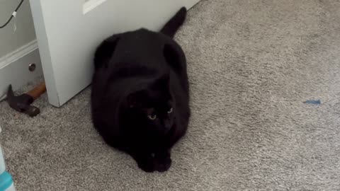 Cute Precious Piper is a Diagonal Door Stop - My Adopted Shelter Cat Vlog