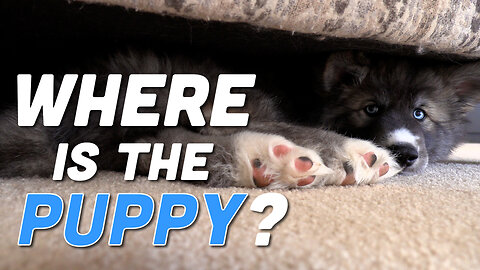 Where did the puppy go? Husky Puppy Pops Out & Surprises Big Brother!