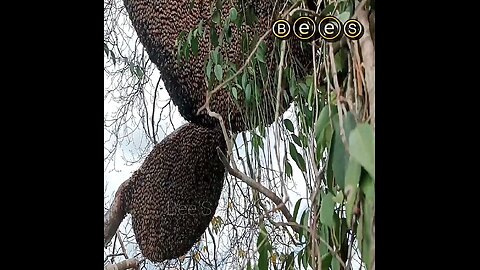 Big hive of royal bees high Delicious HONEY nest Found in forest