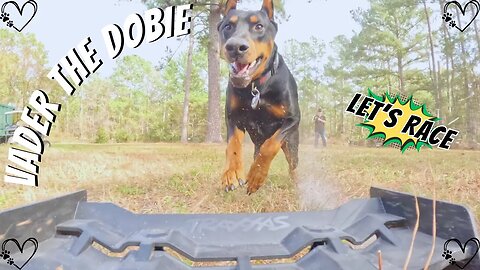 Doberman vs Traxxas XRT: Vader’s Ultimate RC Chase 🐾🚗💥