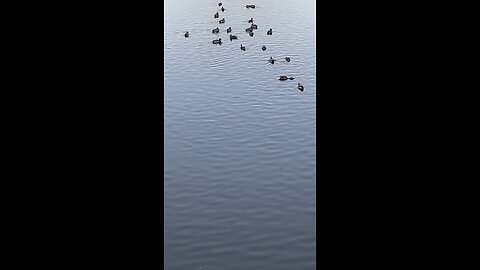 Mallard Ducks 🦆 #mallardducks #ducks #duck #followme #shorts #viral #trending #swimming