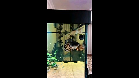 will this shrimp survive????