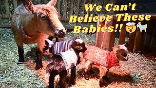 We WON The Genetic LOTTERY With Our New BABY Goats!