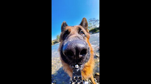 Playing with dog's head🥰