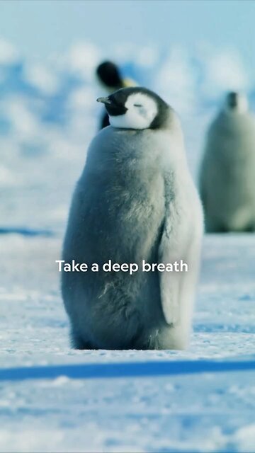 National Geographic showed a penguin breathing calmly and deeply