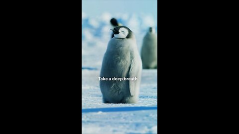 National Geographic showed a penguin breathing calmly and deeply