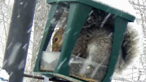 Grey Squirrel