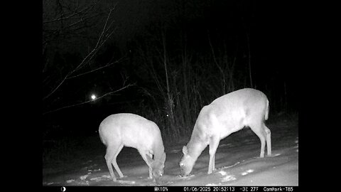 Deer Cam 01-06-2025 Close