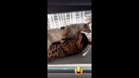 cat in love