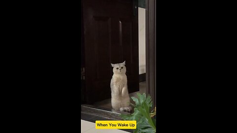 Confused cat reaction #pets #cat #kitten #cute