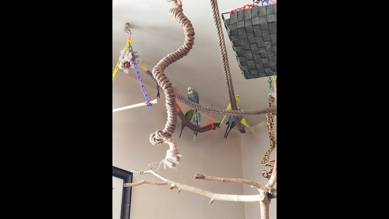 Blessed Budgies