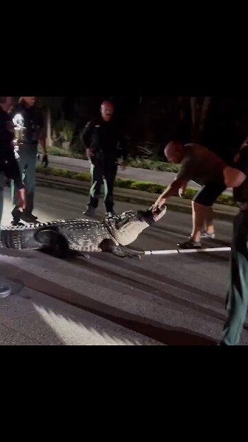 Una decena de agentes unen esfuerzos para retirar a un enorme caimán