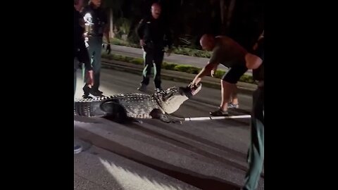 Una decena de agentes unen esfuerzos para retirar a un enorme caimán