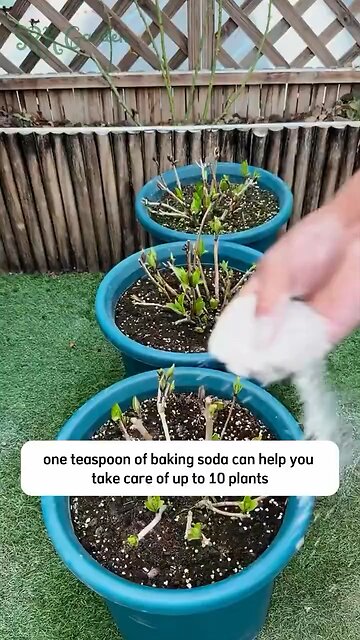 Baking Soda Tips For Your Plants💚