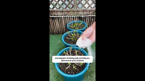 Baking Soda Tips For Your Plants💚