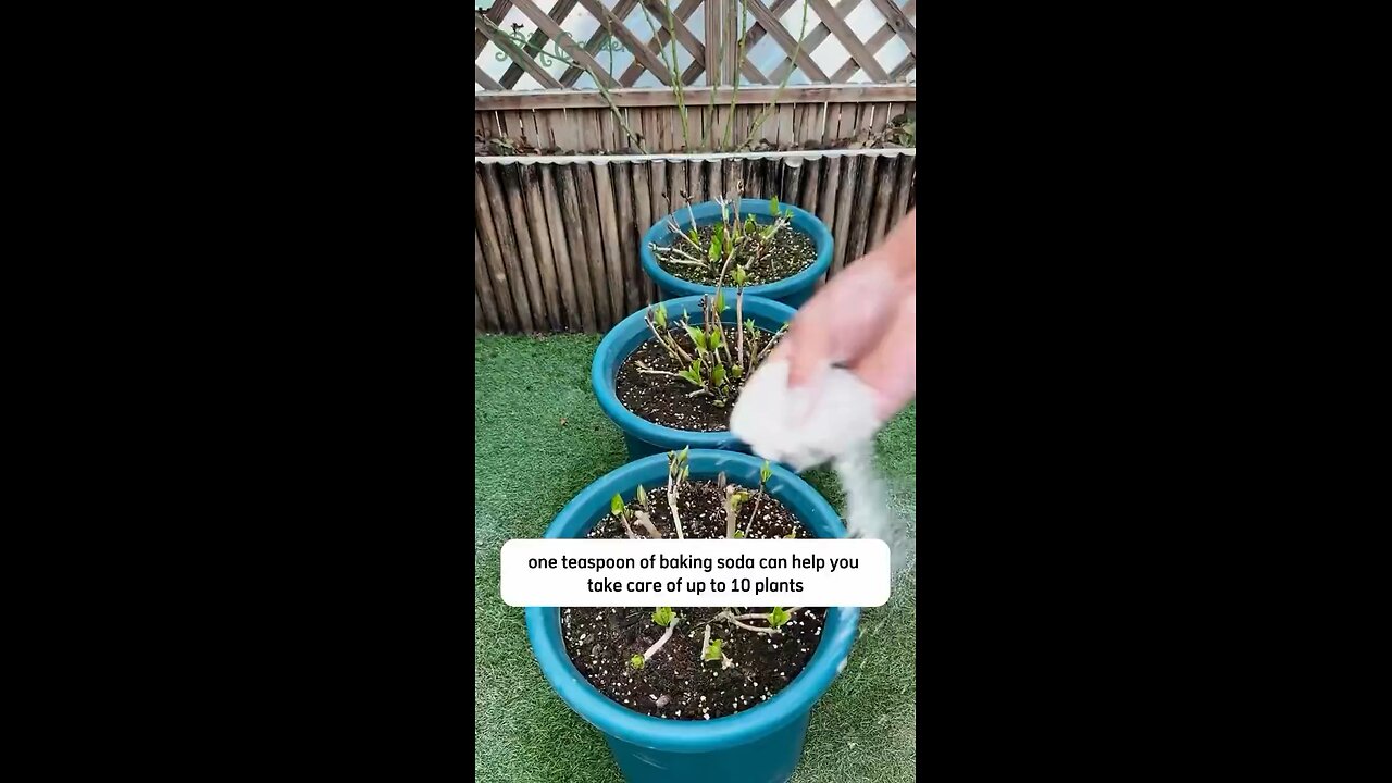 Baking Soda Tips For Your Plants💚