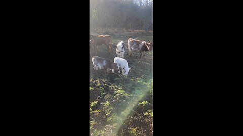 Shorthorn Plus Bull Calf Brothers | Future Show Prospects