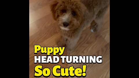 Cute Puppy Head Turning! So Cute!