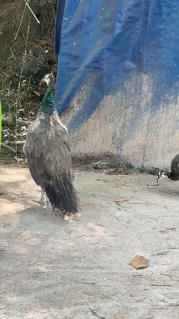 Beautiful Peacocks Enjoying a Peaceful Day 🦚✨