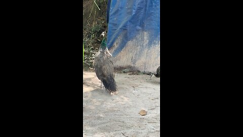 Beautiful Peacocks Enjoying a Peaceful Day 🦚✨