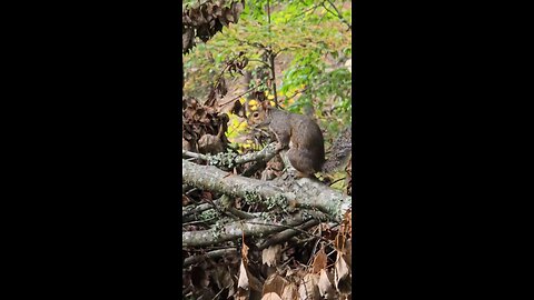 Squirrel & Surroundings