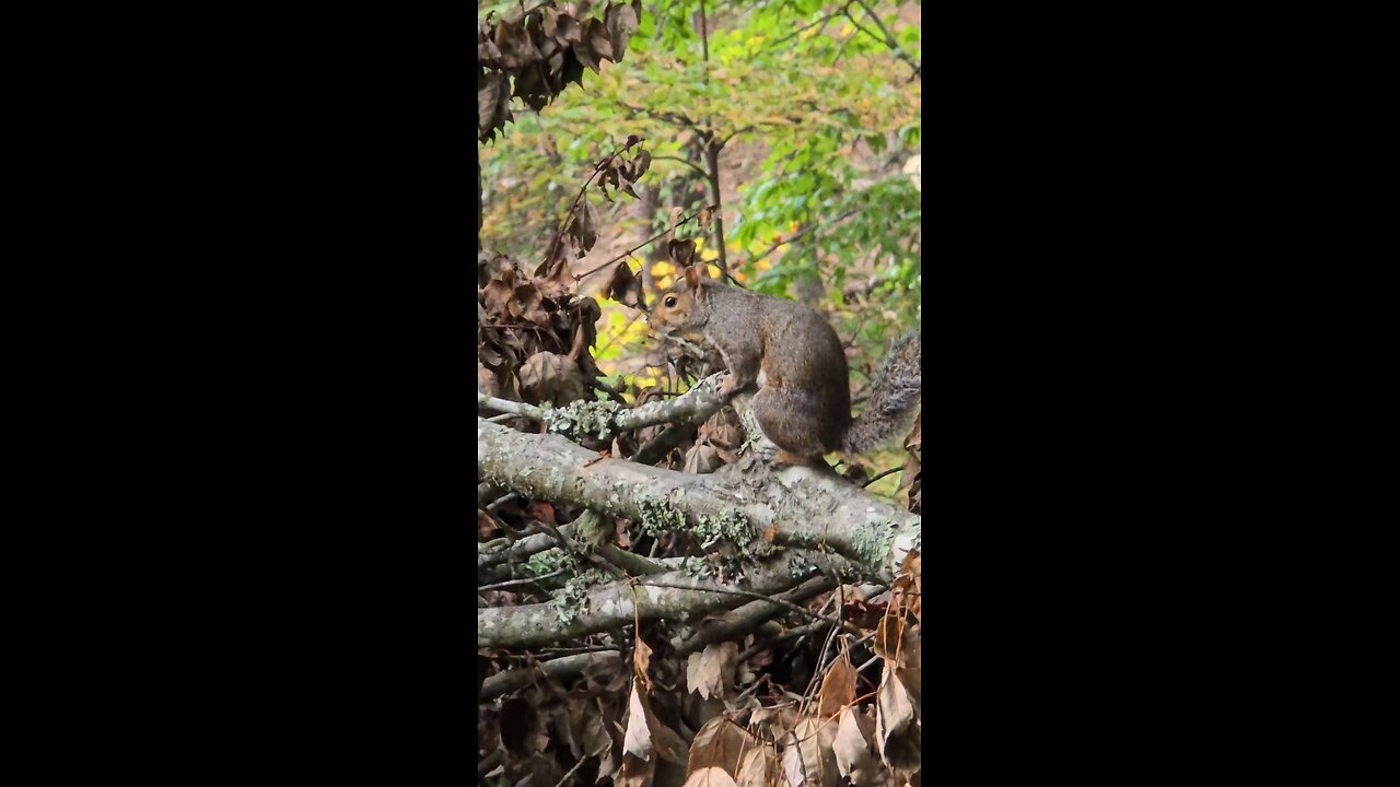 Squirrel & Surroundings