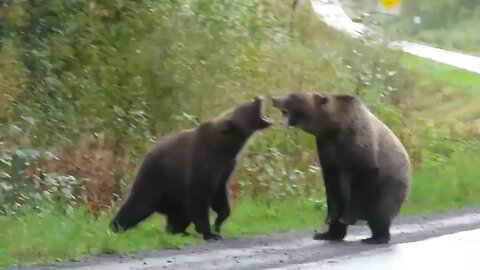 Just two bears squabbling.