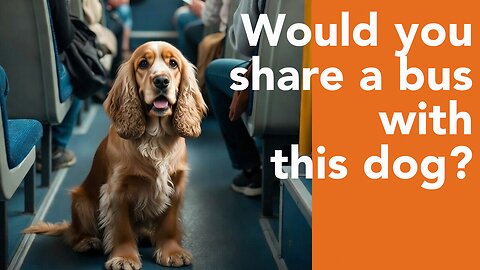 A Moslem, A Bus Passenger and a Cocker Spaniel