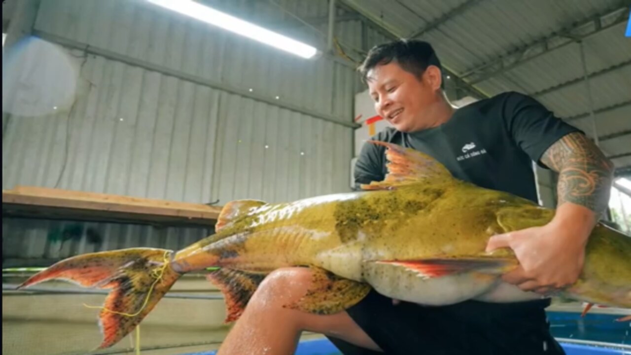 50 catties of squid, see how the Vietnamese kill and eat it, cut open the meat and it's all golden