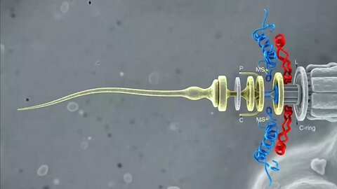 Le hasard peut-il expliquer l’ordre du vivant ? 🇫🇷