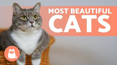 Top 10 MOST BEAUTIFUL CAT BREEDS in the WORLD 🐱💕 
