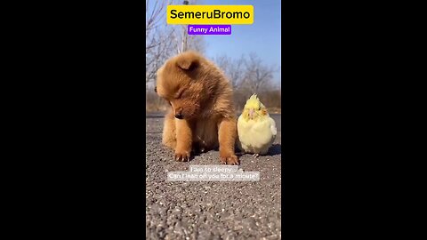 Funny Animal - Sleepy Dog and his Birdsfriend #funnyshorts #funnycat #doglover