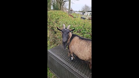 meeting the neighbours