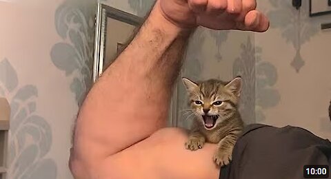 Overacting Cats That Deserve an Oscar 😹😂 | Funniest Cat Reactions”