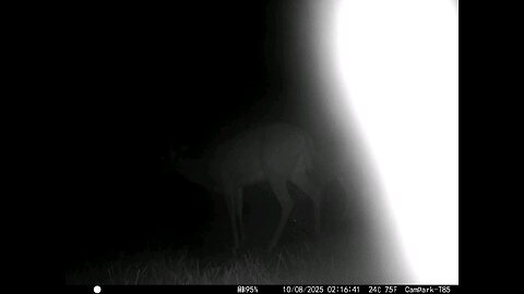 Deer Cam 10 08 2025 Game Cam Trail Camera