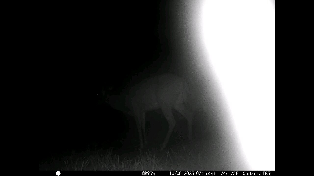 Deer Cam 10 08 2025 Game Cam Trail Camera