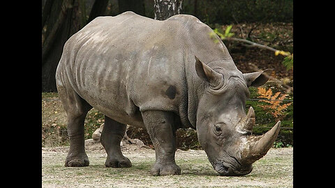 The Javan Rhino - On the Brink of Extinction !