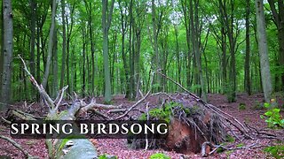 Spring Birdsong in a Beech Forest • Natural Forest Sounds for Relaxation & Focus | 4K